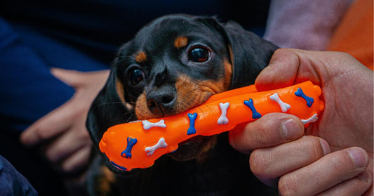 chien mignon chiot