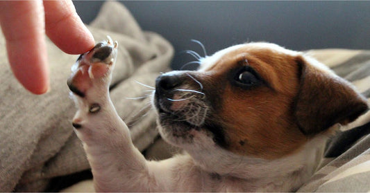 chien trop mignon
