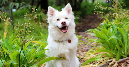 chien heureux