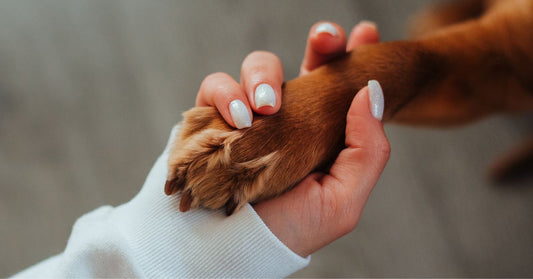 Chien et maitre main dans la patte