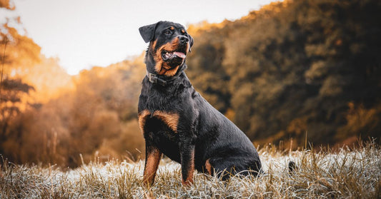 chien beau paysage