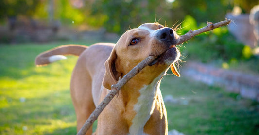 chien qui joue