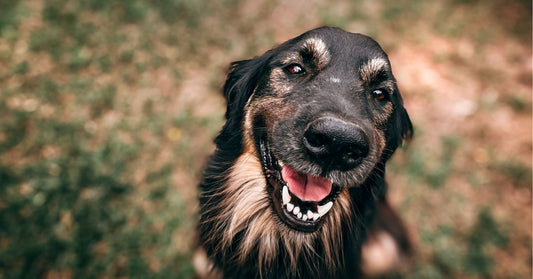chien drôle qui sourit