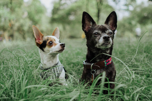 chiens avec collier et harnais