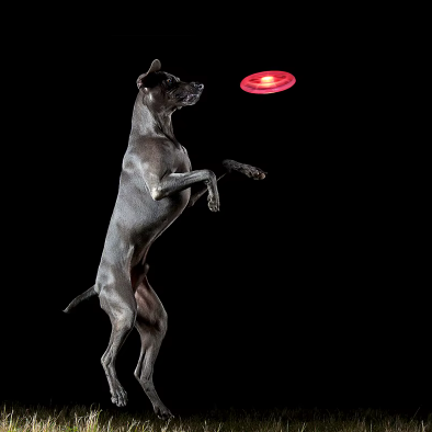 Frisbee pour chien lumineux. Idéal pour les sorties nocturnes.