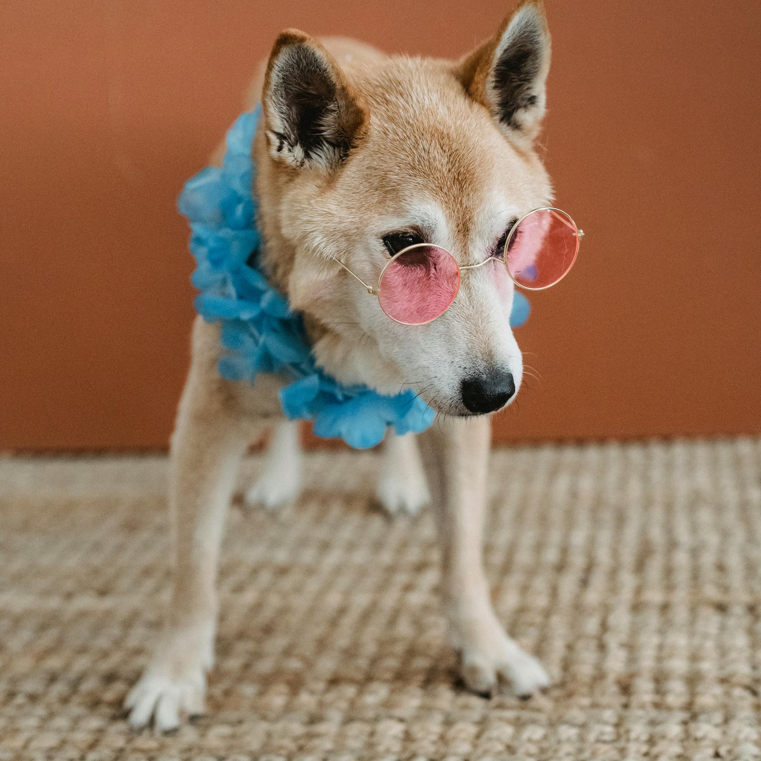 chien stylé