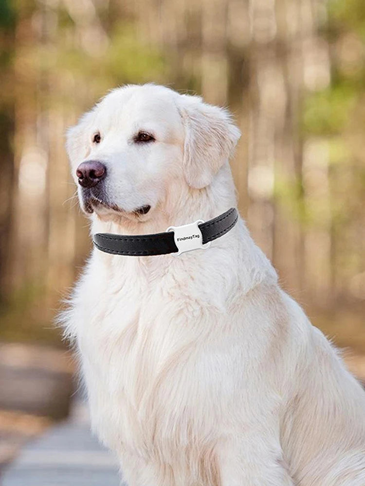 tracer gps intelligent, garantissant la sécuité de votre chien.