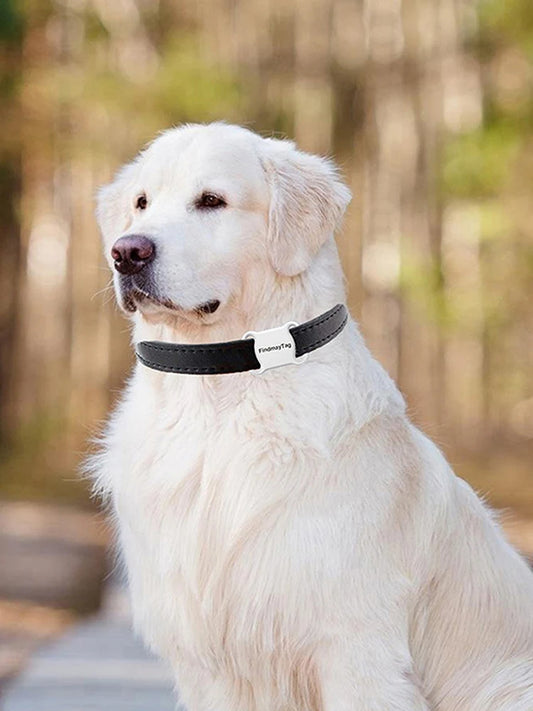 tracer gps intelligent, garantissant la sécuité de votre chien.